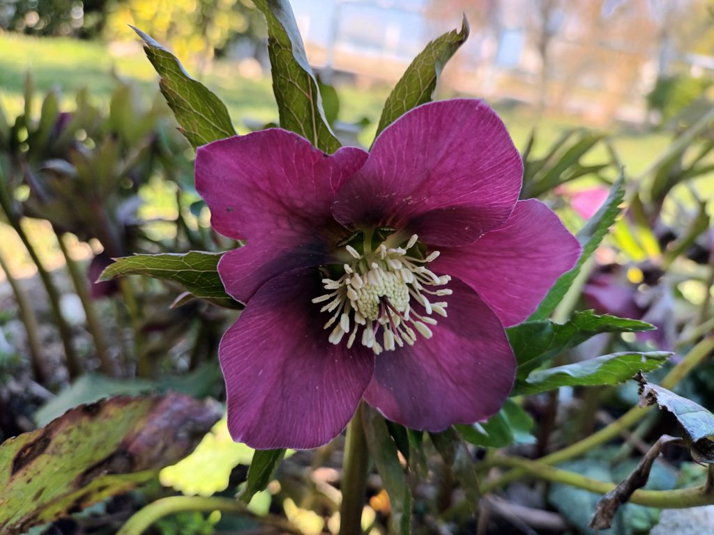 détails hellebore