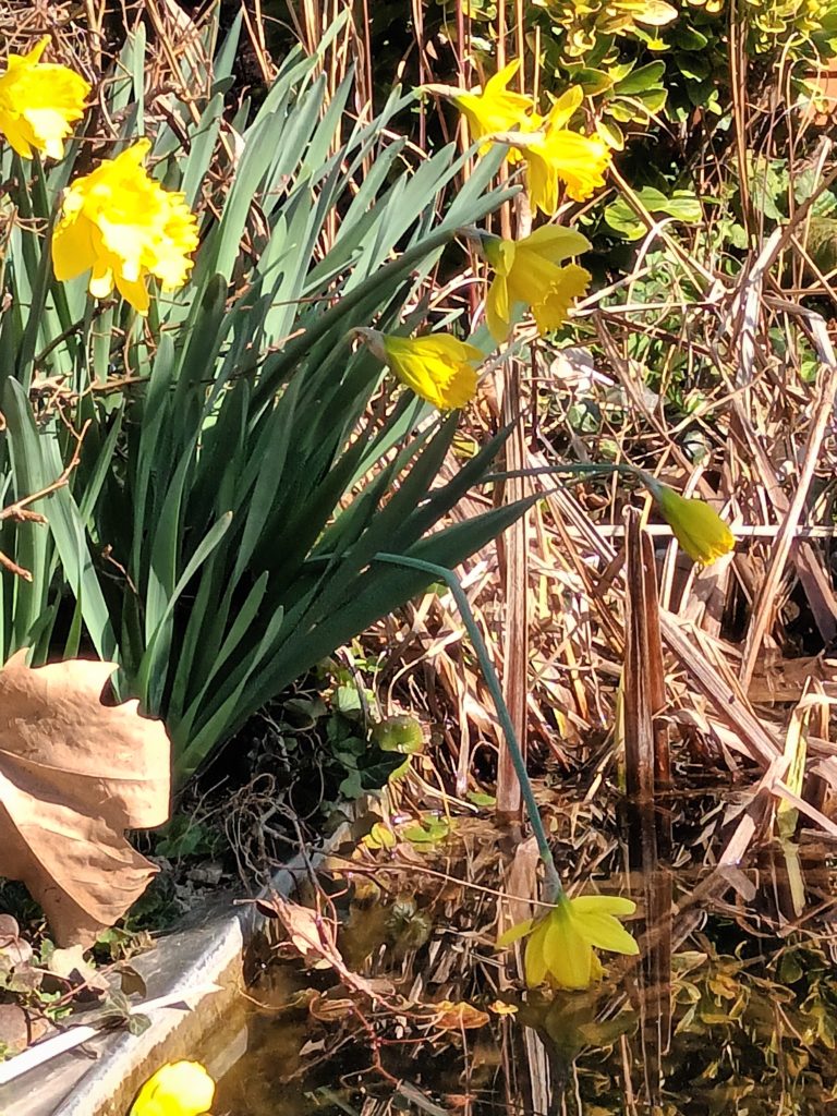 les jonquilles