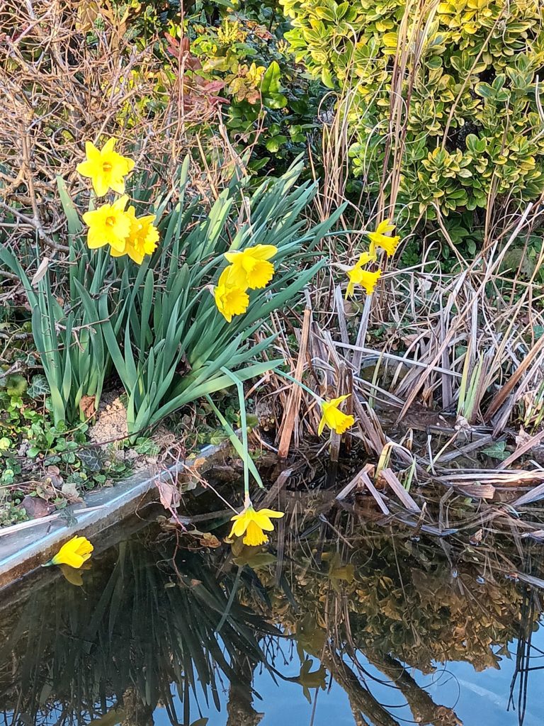 Reflet des jonquilles dans le bassin