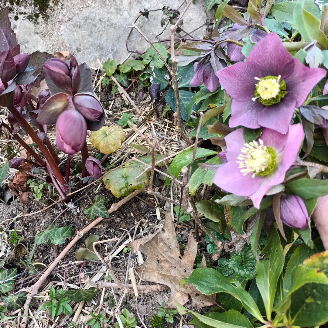 Hellebores