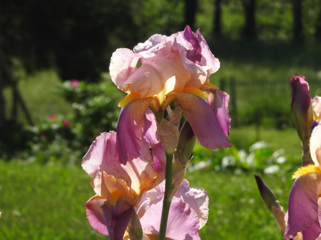 IRIS LA CHARMOTTE DETAIL