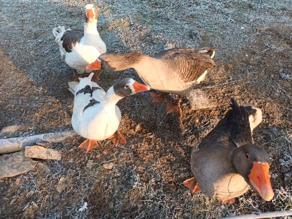 avec entres autres les oies