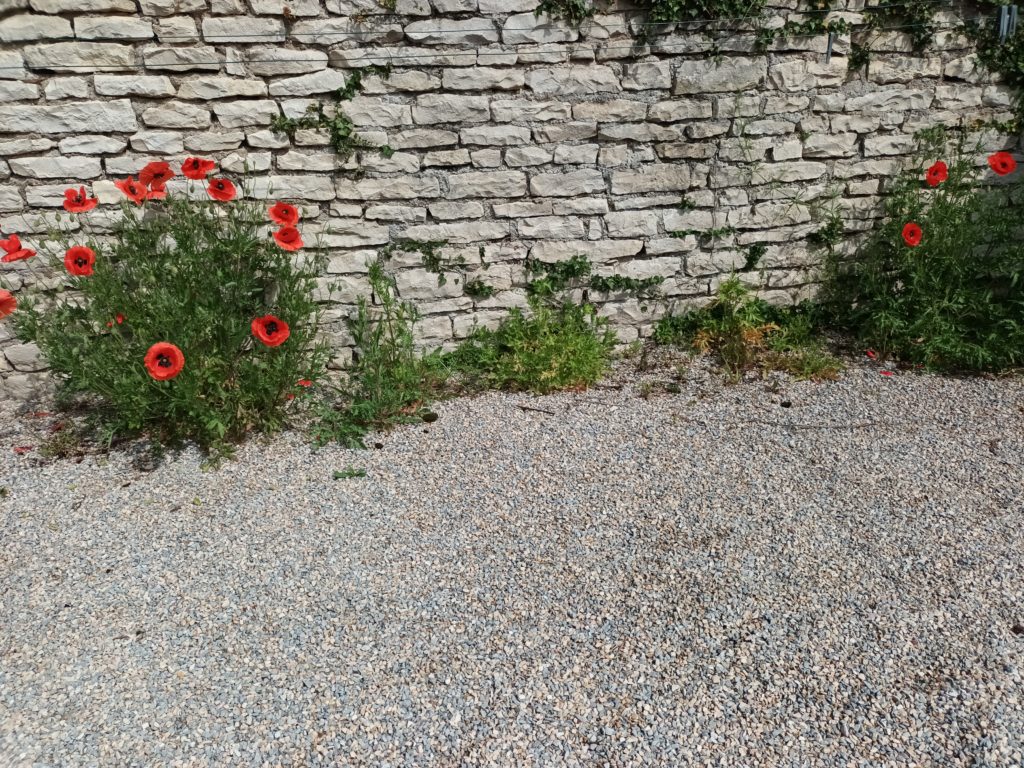 Les coquelicots