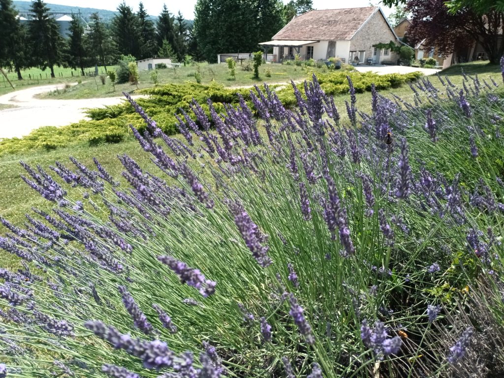 La lavande à la charmotte