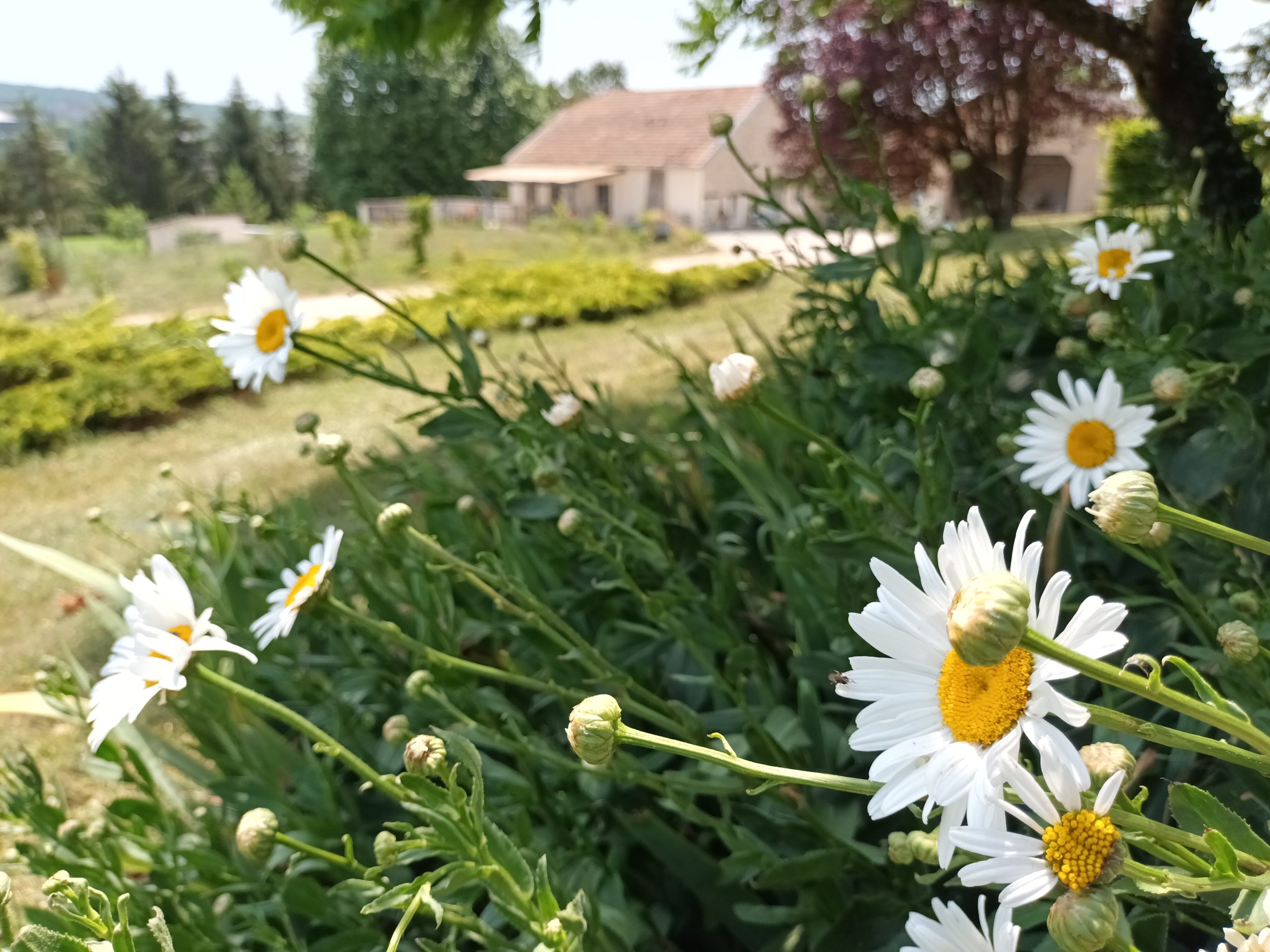 Marguerites