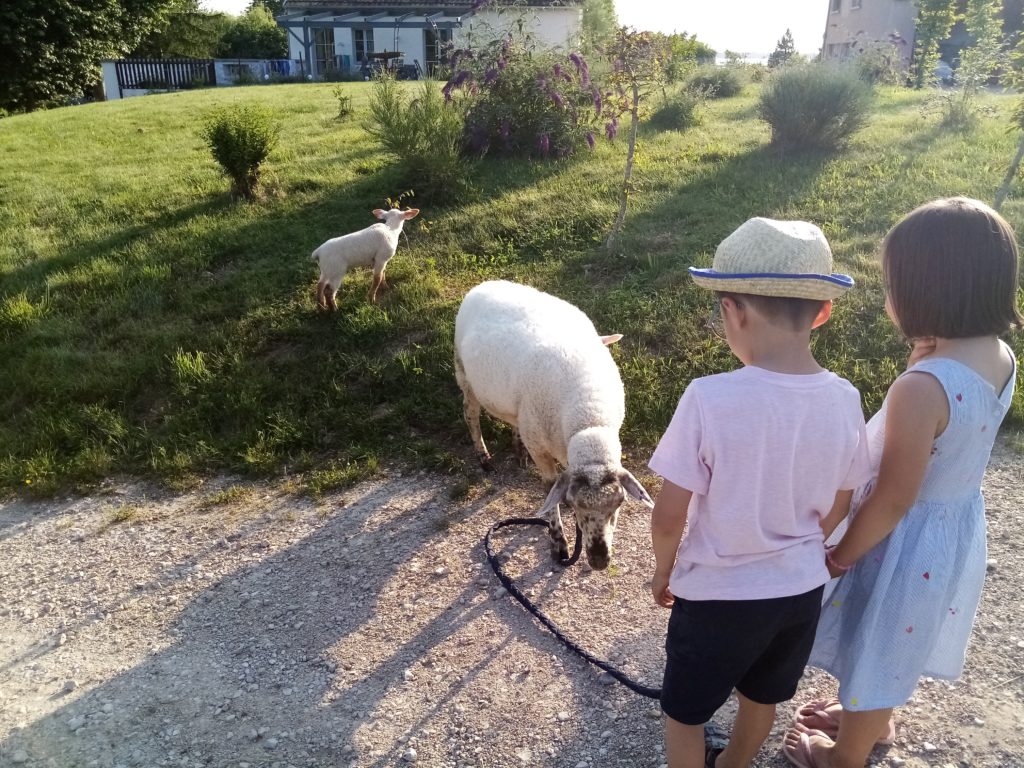 promenade avec les moutons