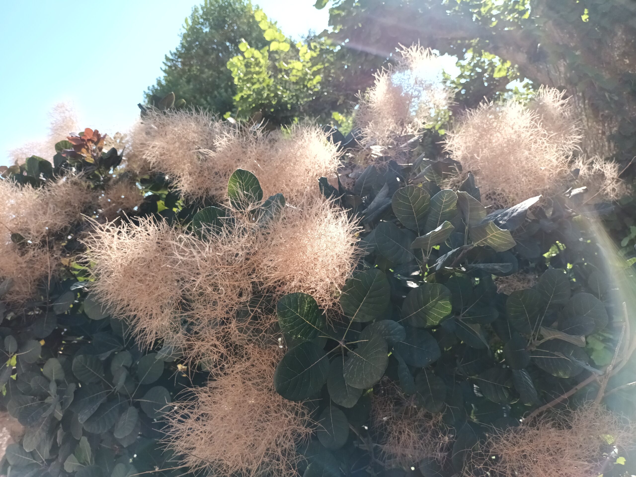 Cotinus pourpre