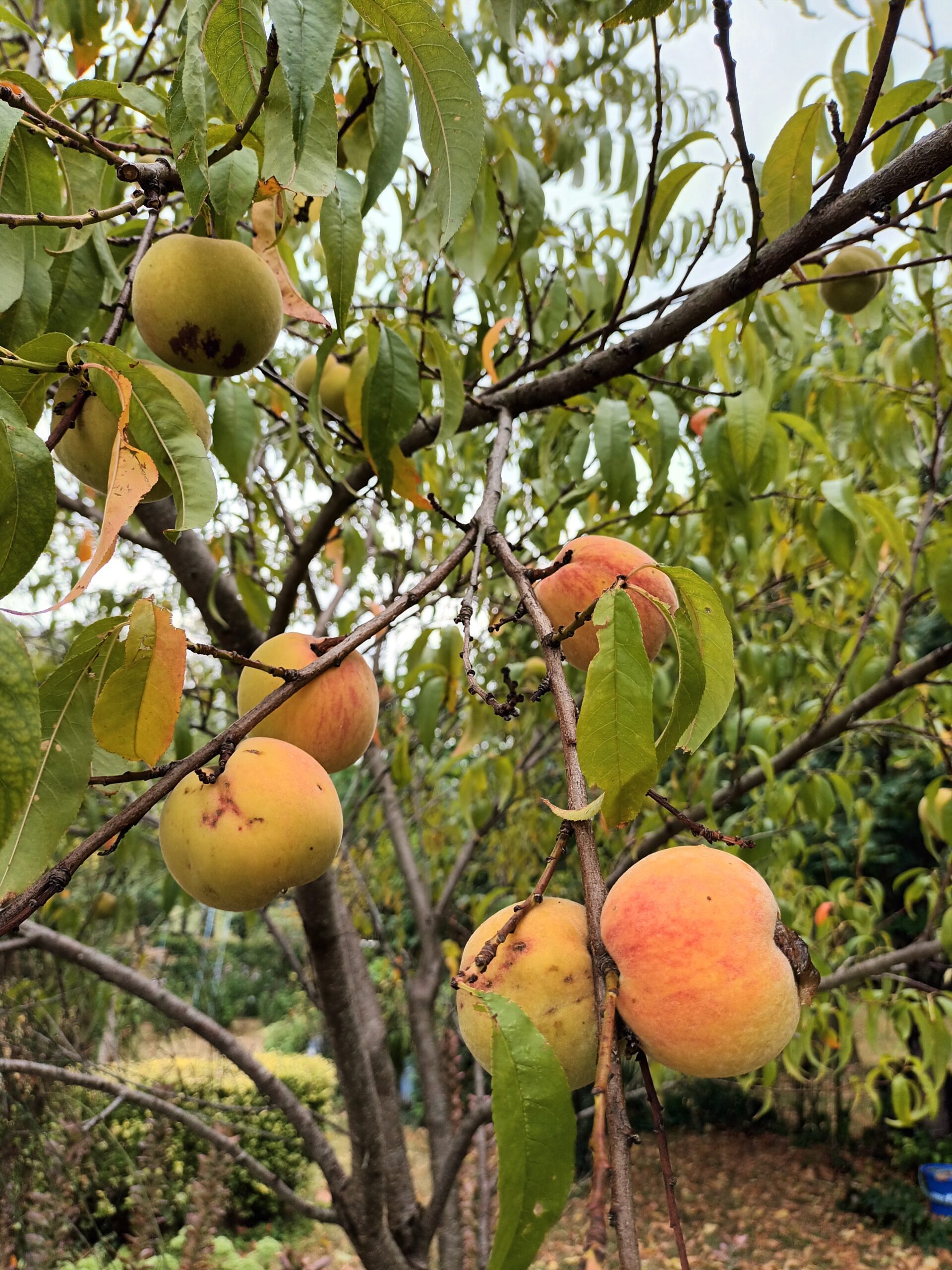 Pêches prêtes à consommer