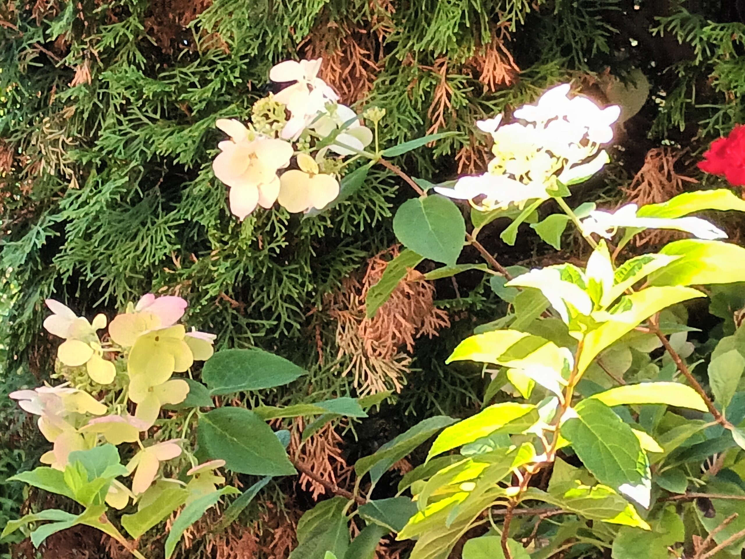 Hydrangeas