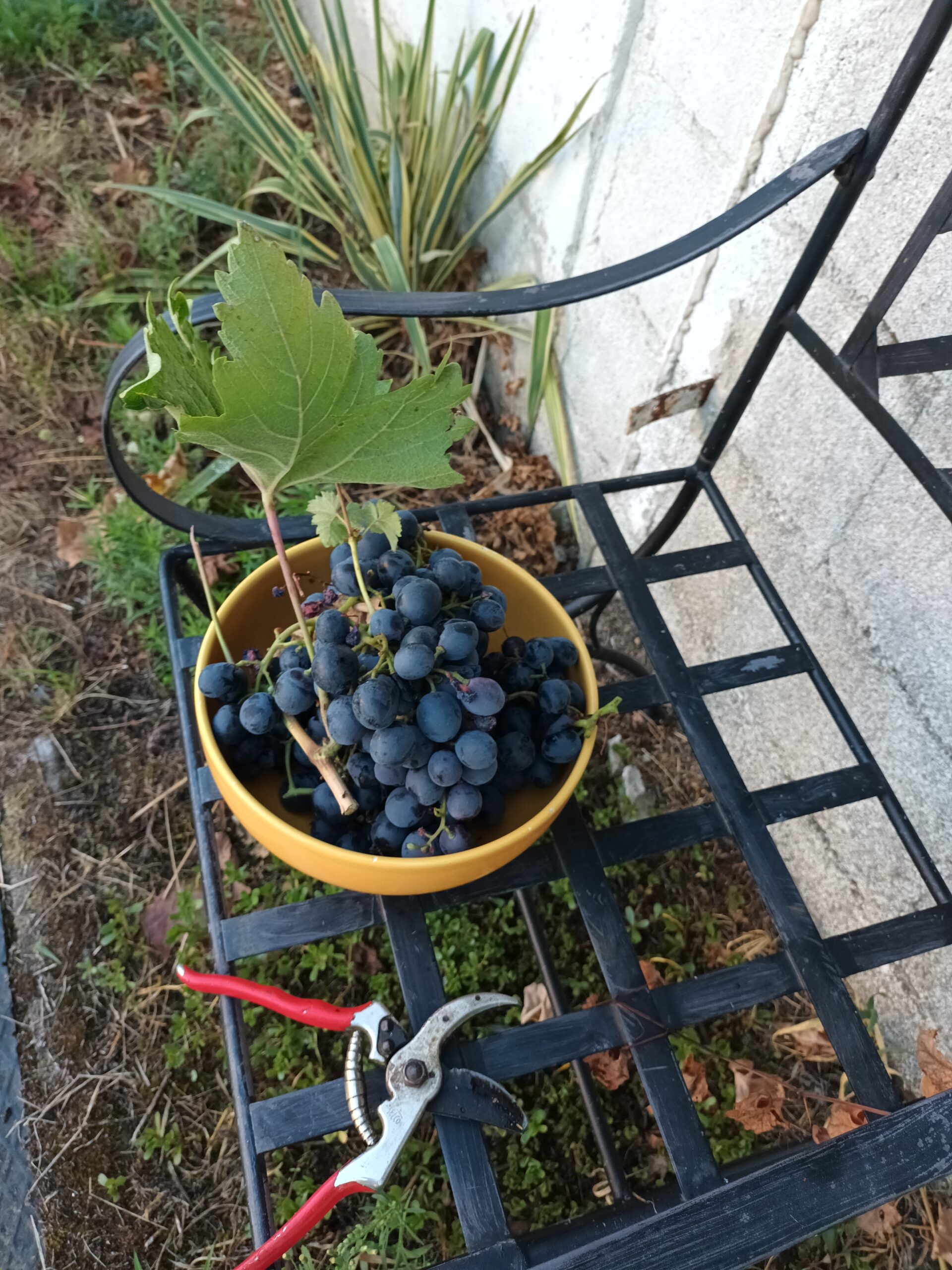 Le plaisir de la coupe du raisin