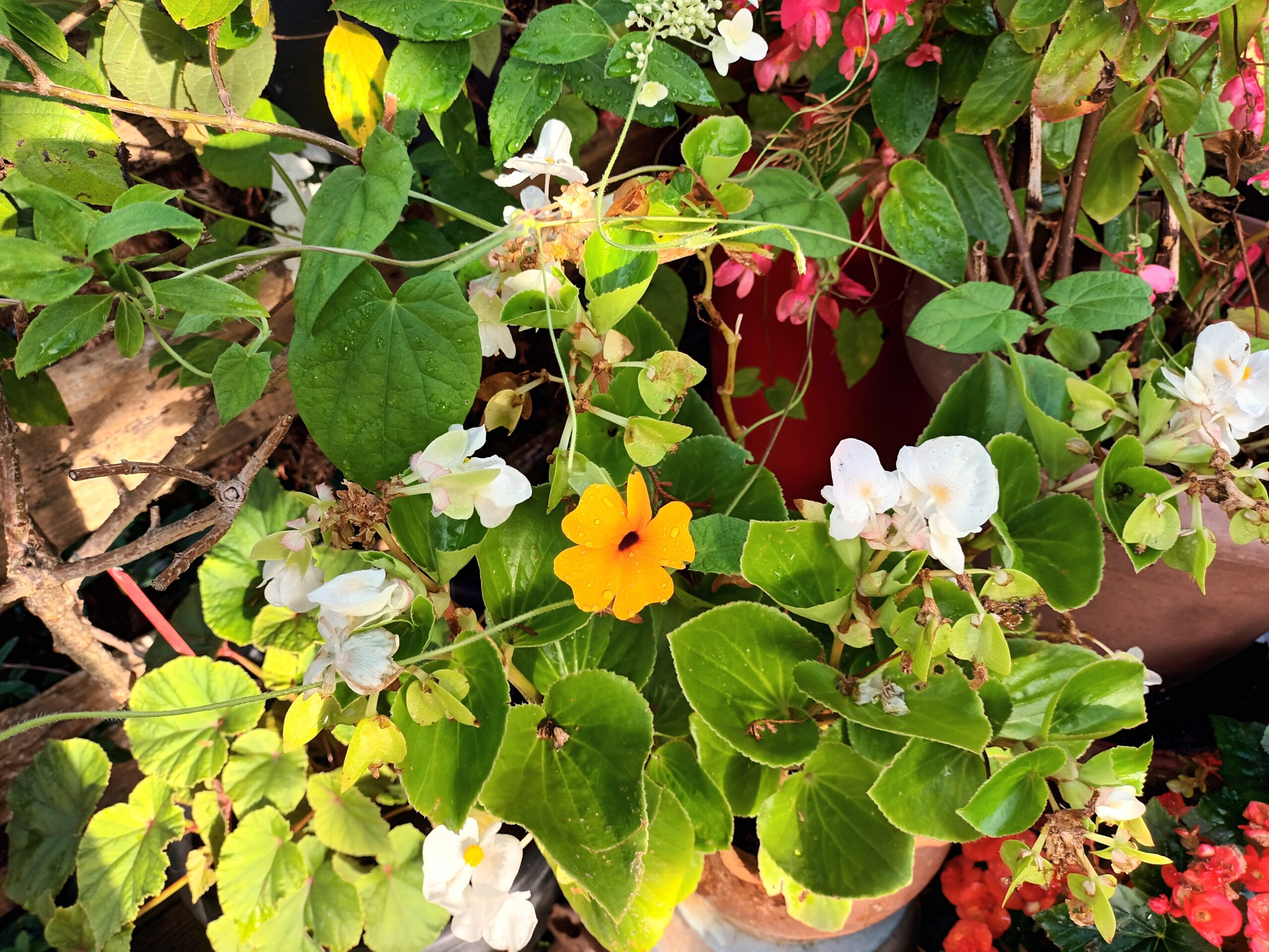 Annuelles bégonias et Suzanne aux yeux noirs