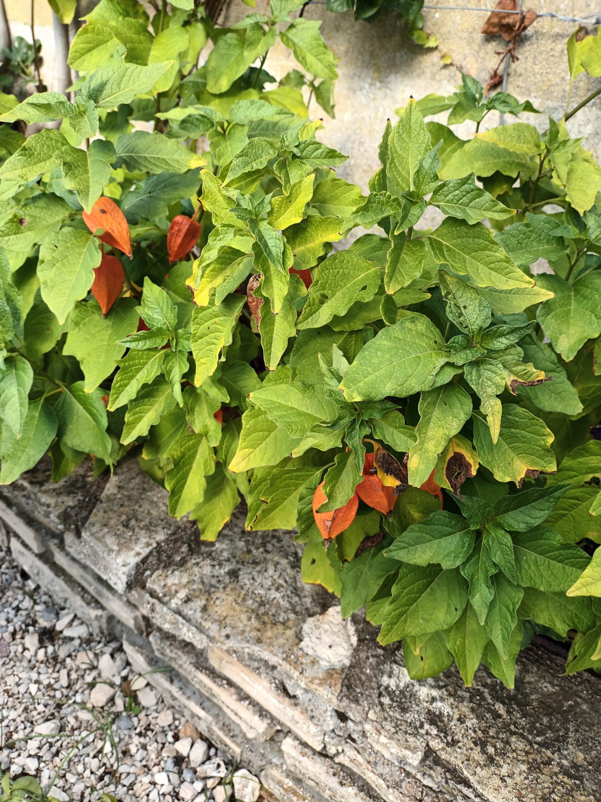Physalis ou l'amour en cage