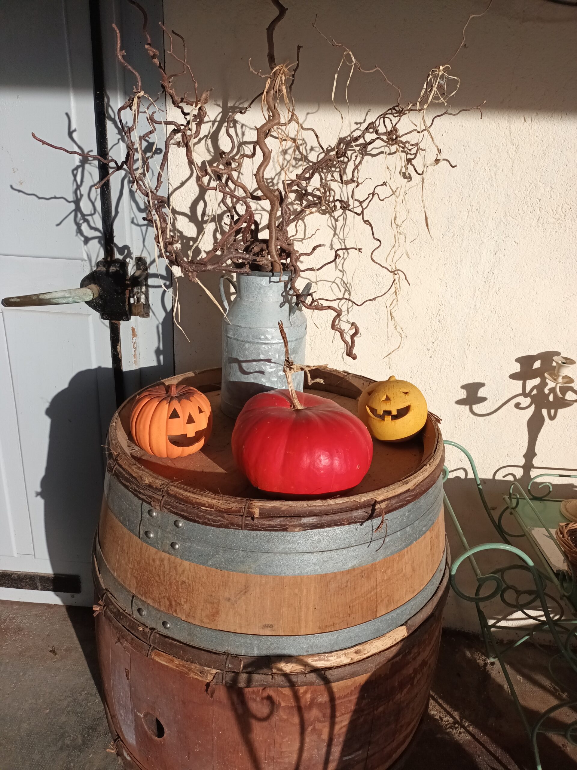 Au soleil matinal les citrouilles se réveillent