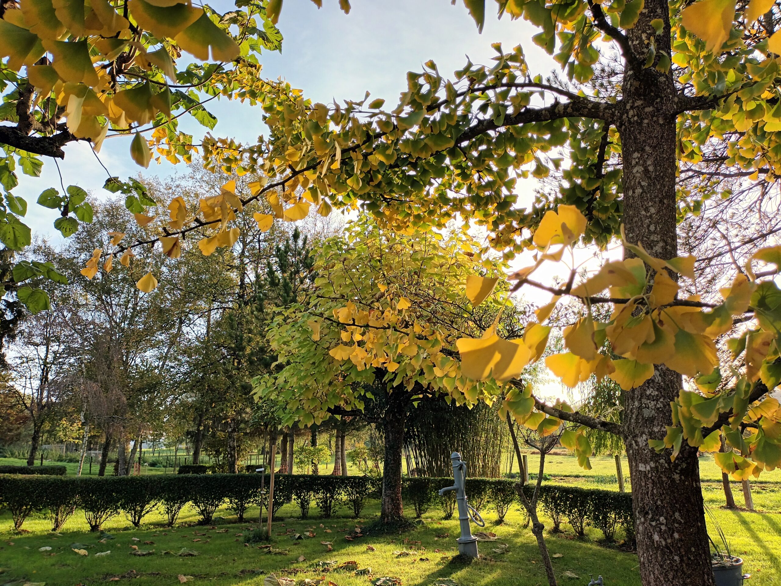 Gingko biloba