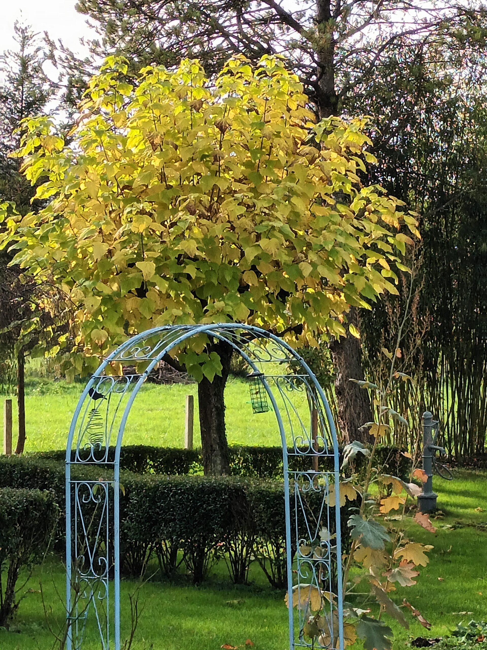 Catalpa en habit d'automne