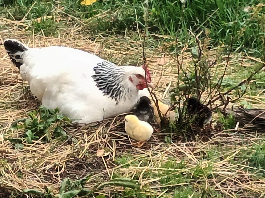 la poule avec 2 ou 3 poussins