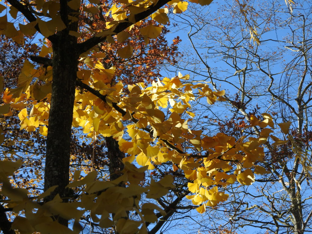 gingko biloba