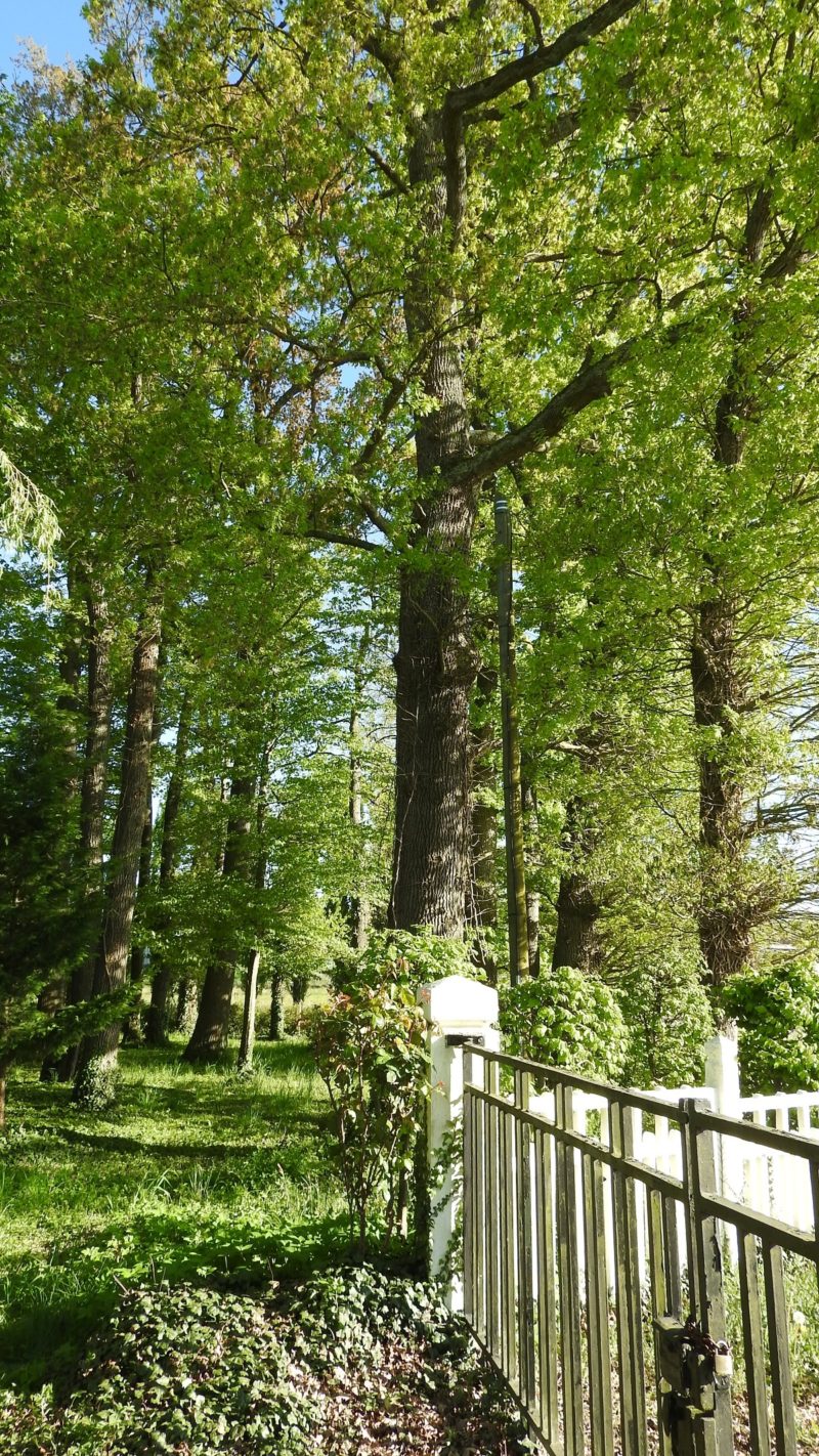 belle bois route redimentionnée