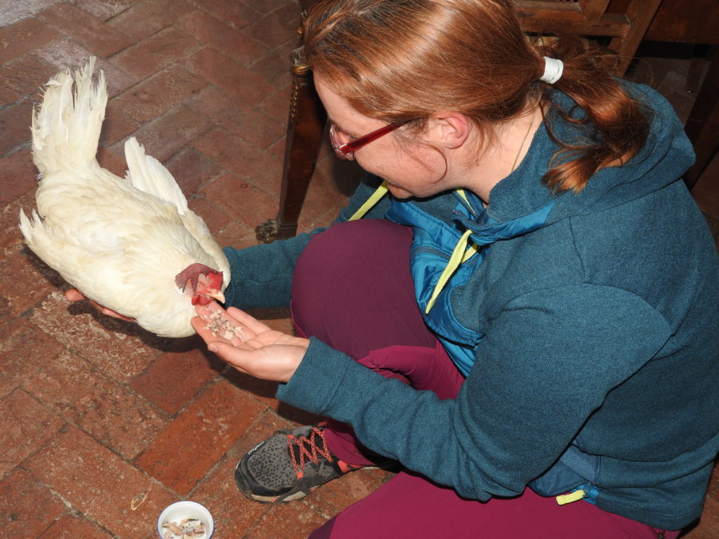 sauvetage d'une poule