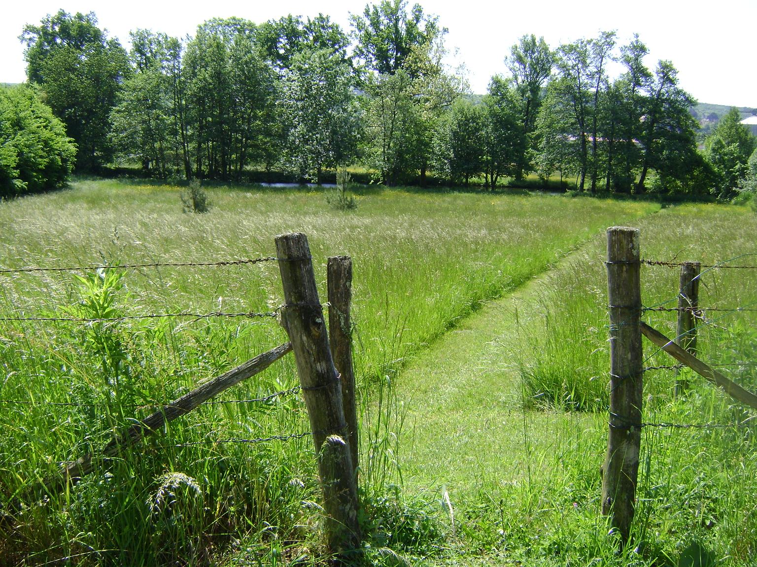 chemin pour aller à l'étang