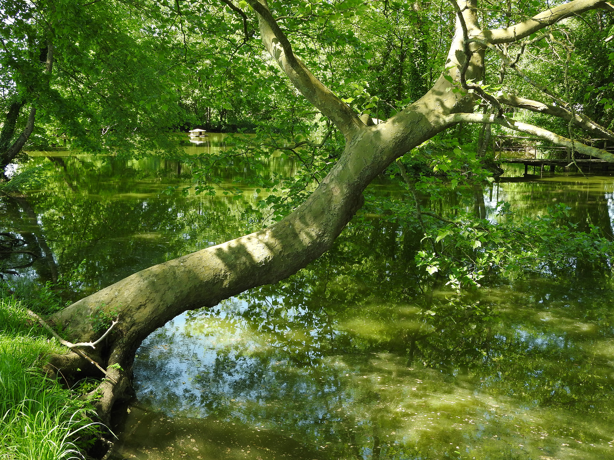 Etang la Charmotte printemps
