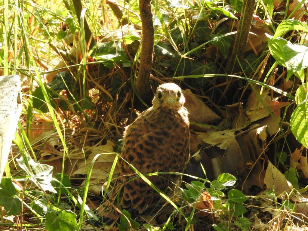 Faucon crécerelle