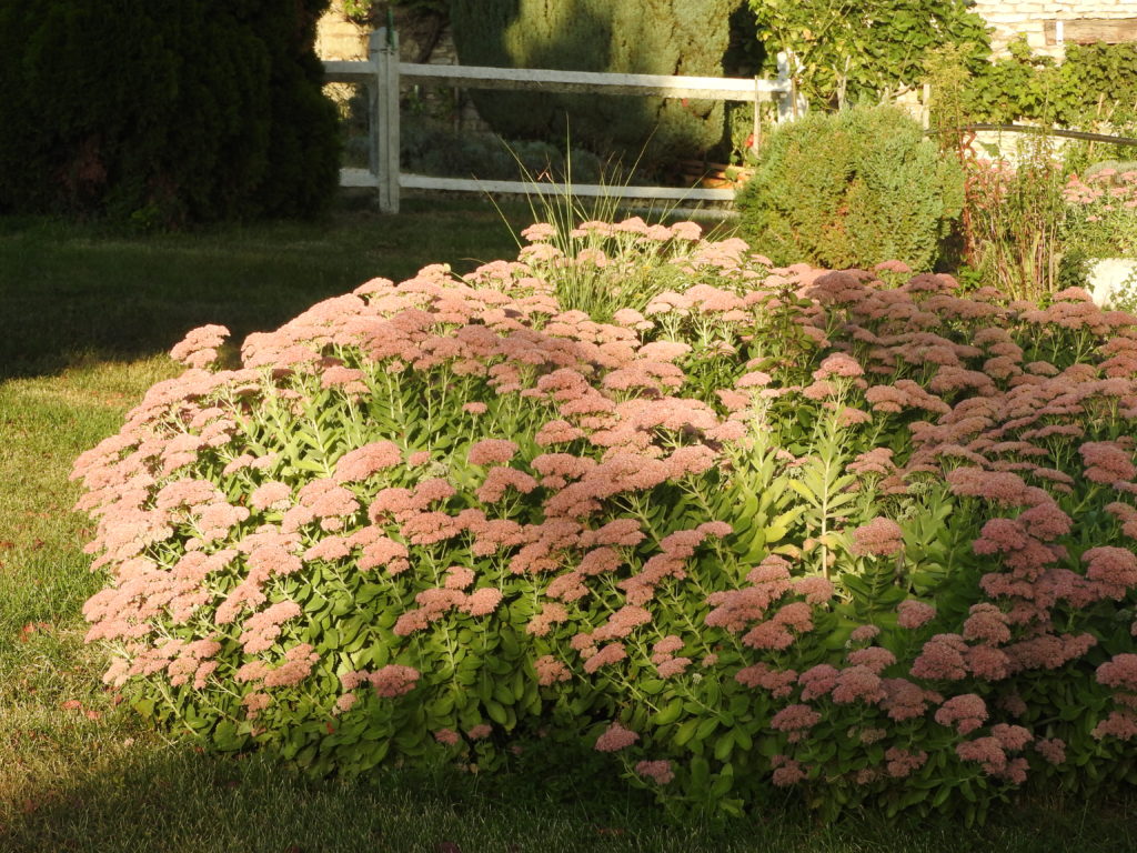 Magnifique floraison que celle des sédums