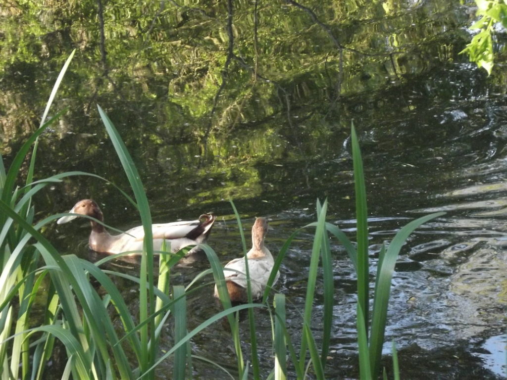 les canards sauvages ont élu domicile sur l'étang depuis des années