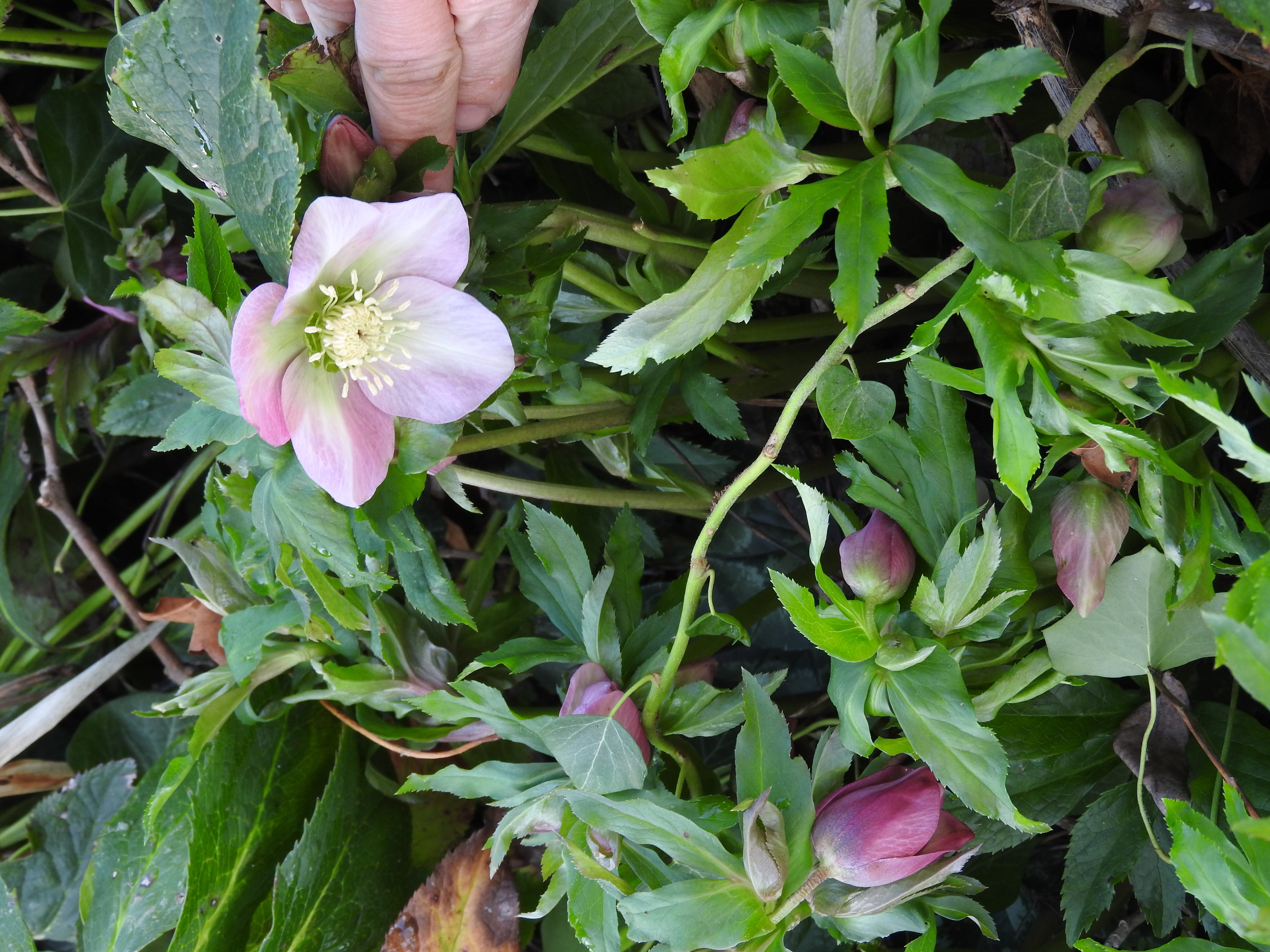 Hellebore orientalis à la charmotte