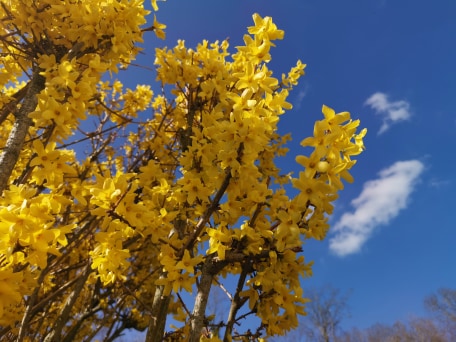 Le forsythia arbre ton or