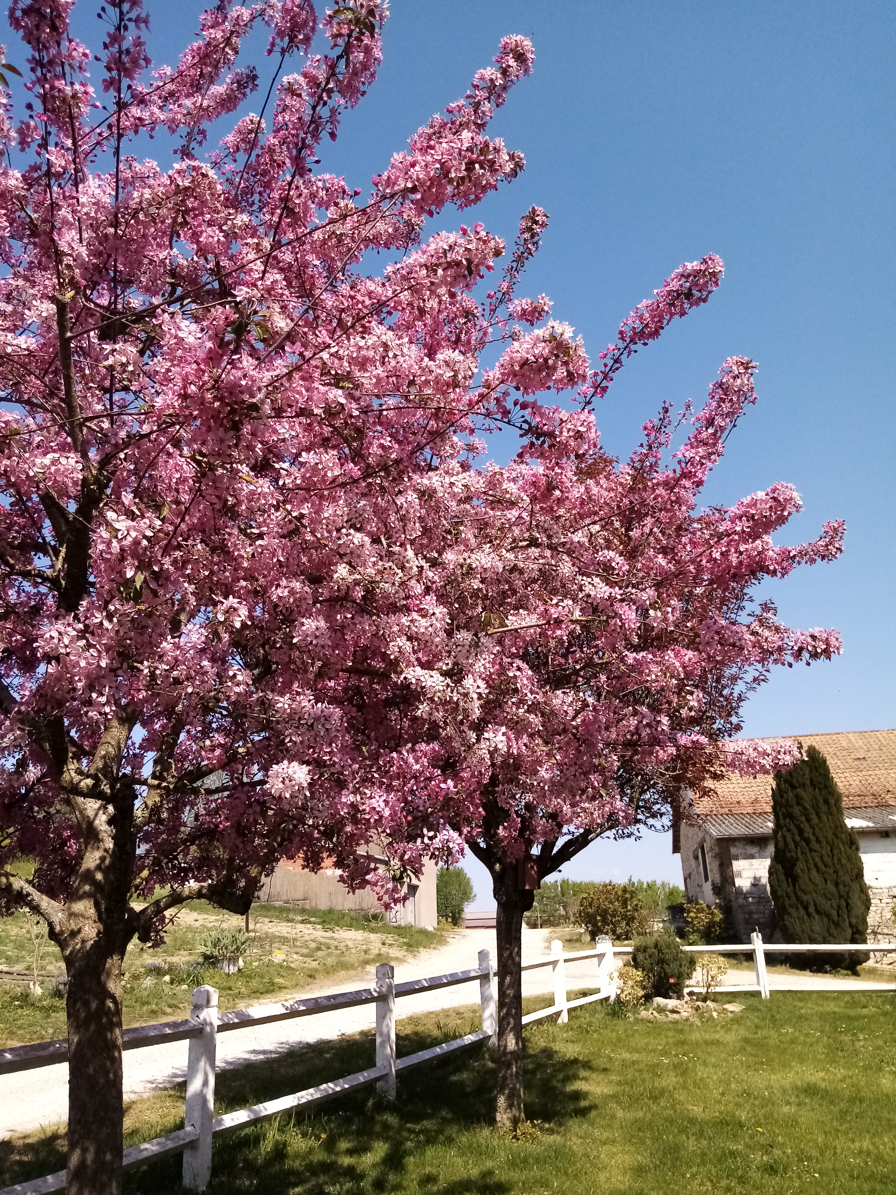 pommier à fleurs, explosion de couleurs