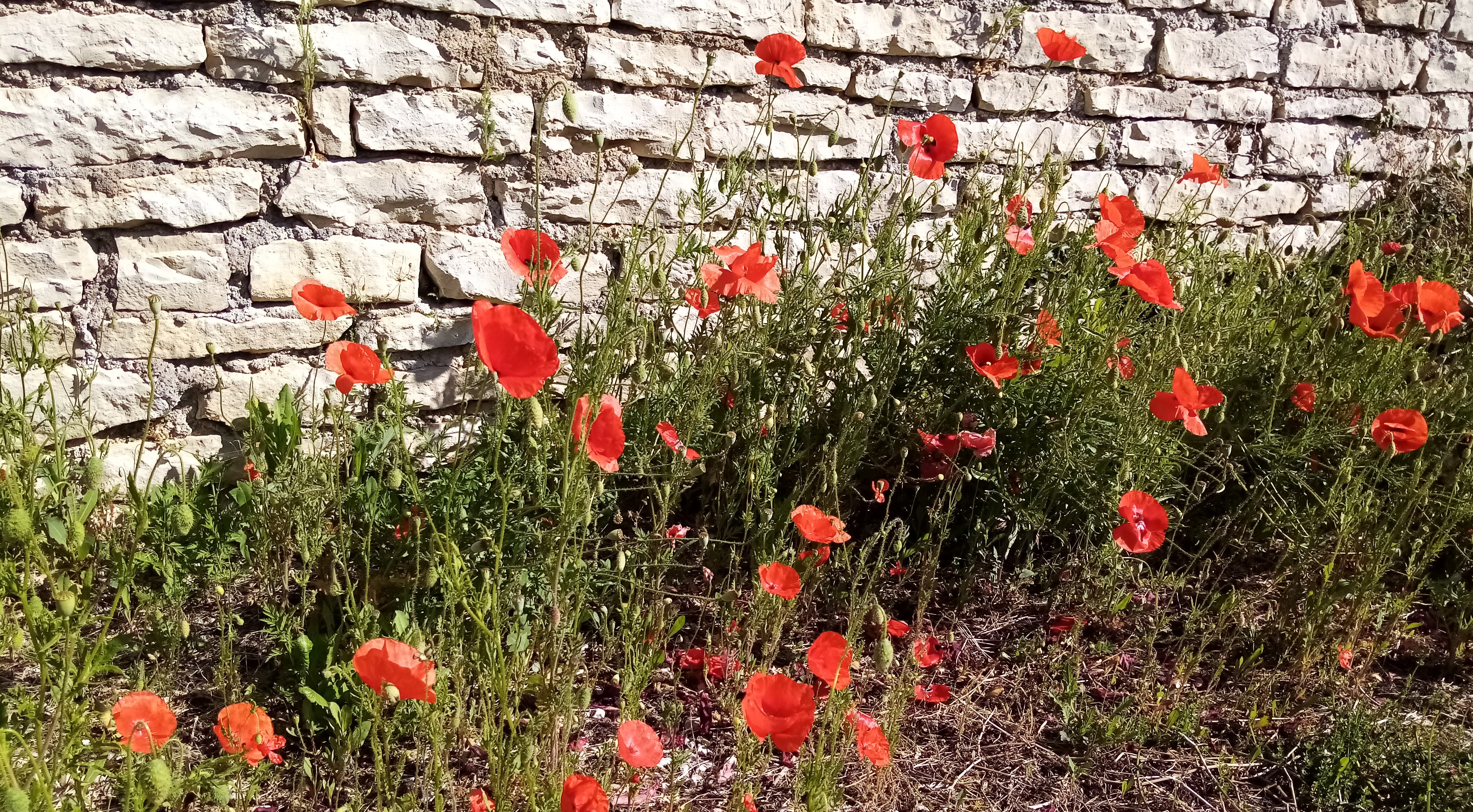 Coquelicots à la charmotte