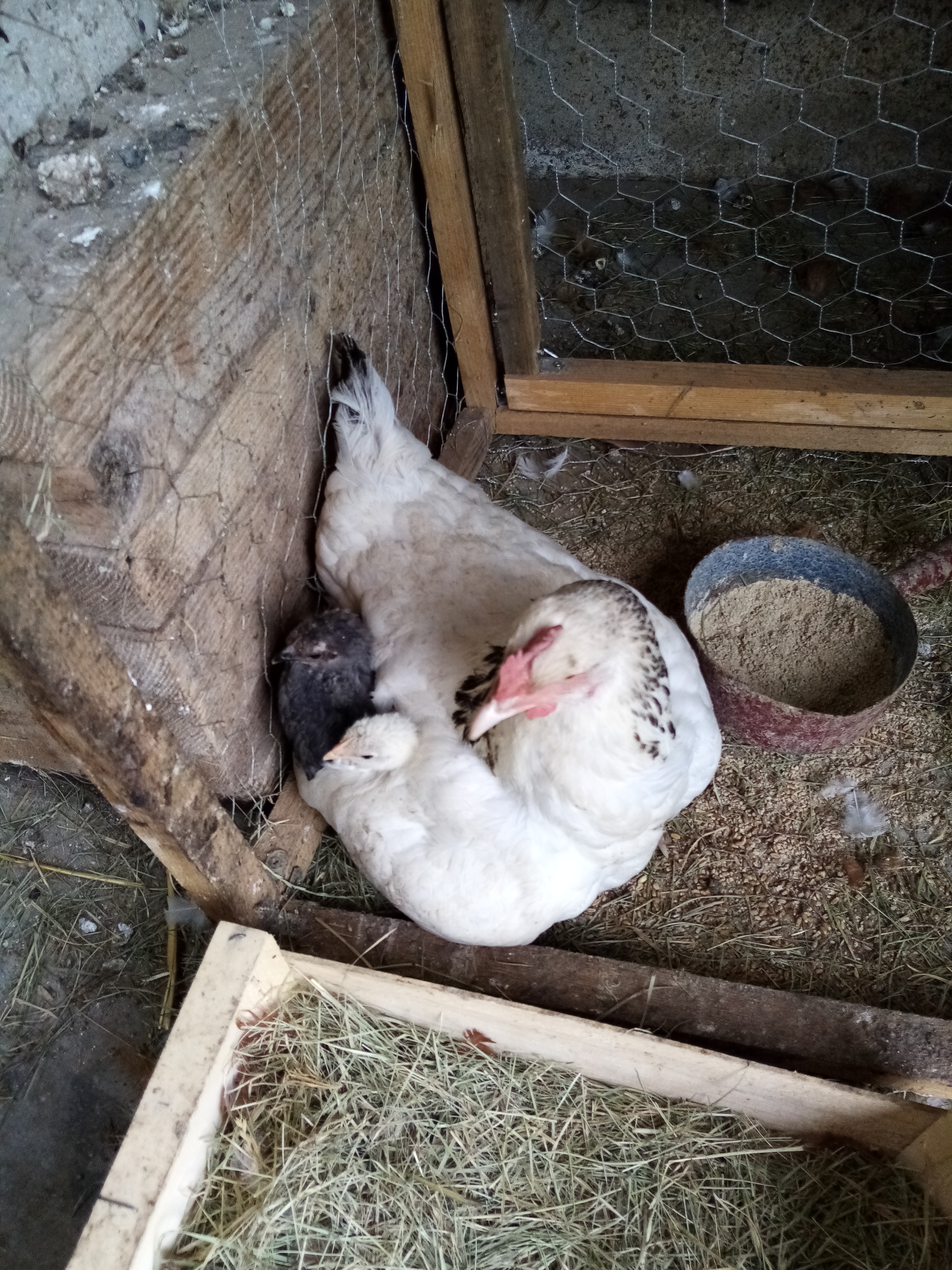 les voilà les poussins !