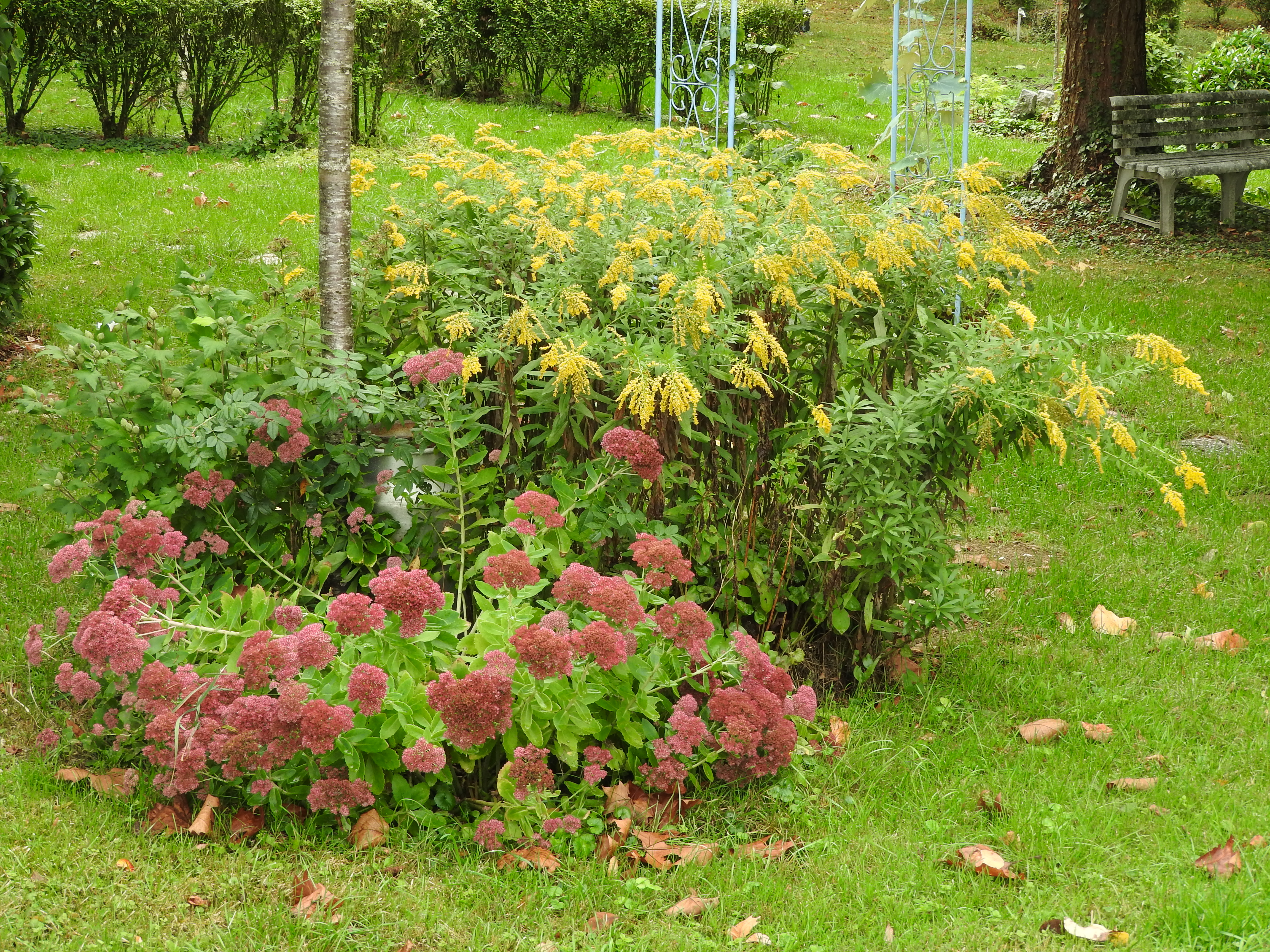 Verges d'or et sedum