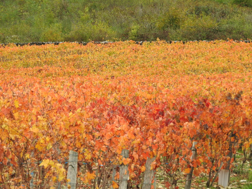 Pays de vignes et de vin