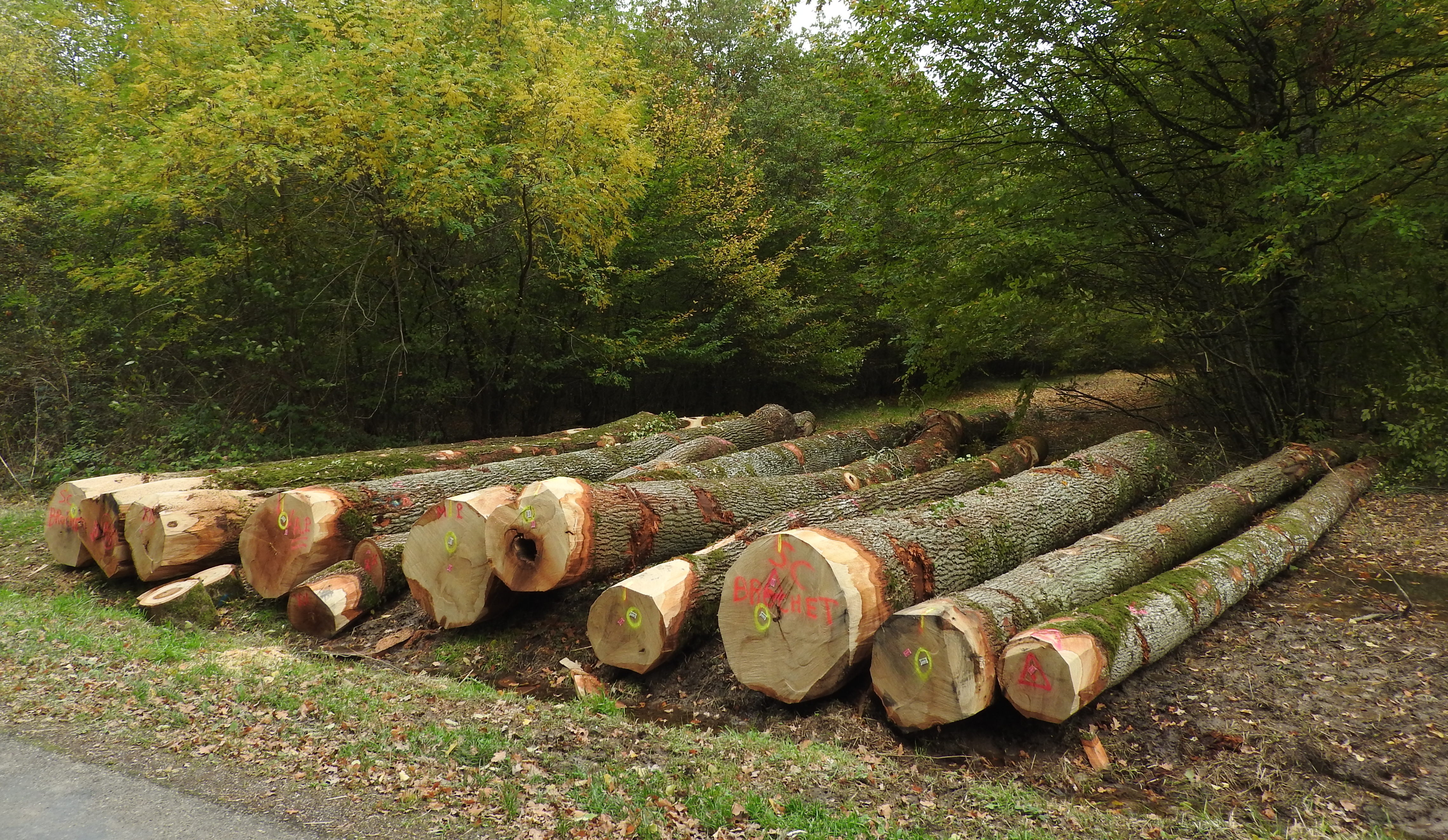 La forêt richesse des Monts de Gy