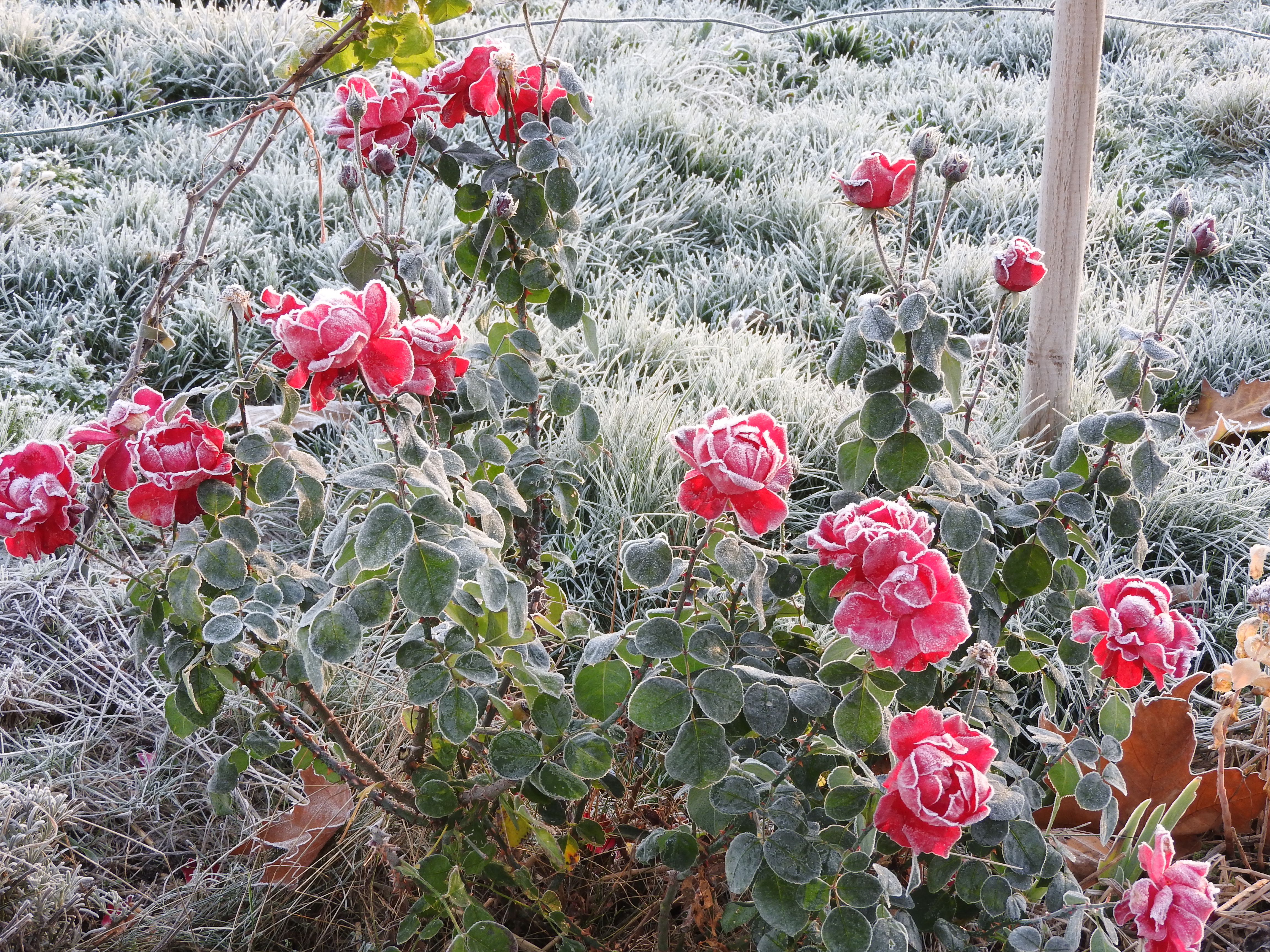 bouquet-de-roses-givrées