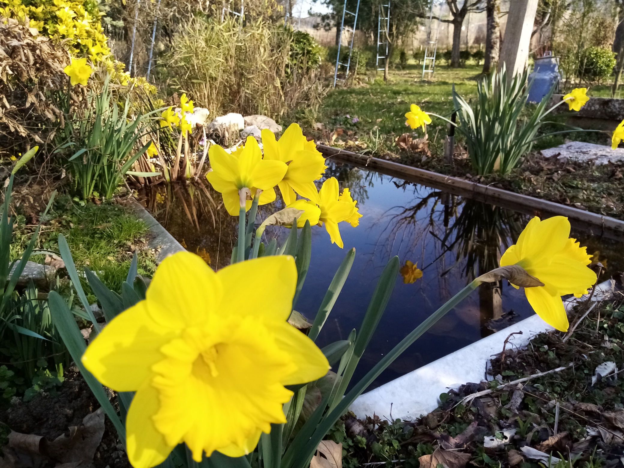 Jonquilles en pleine floraison