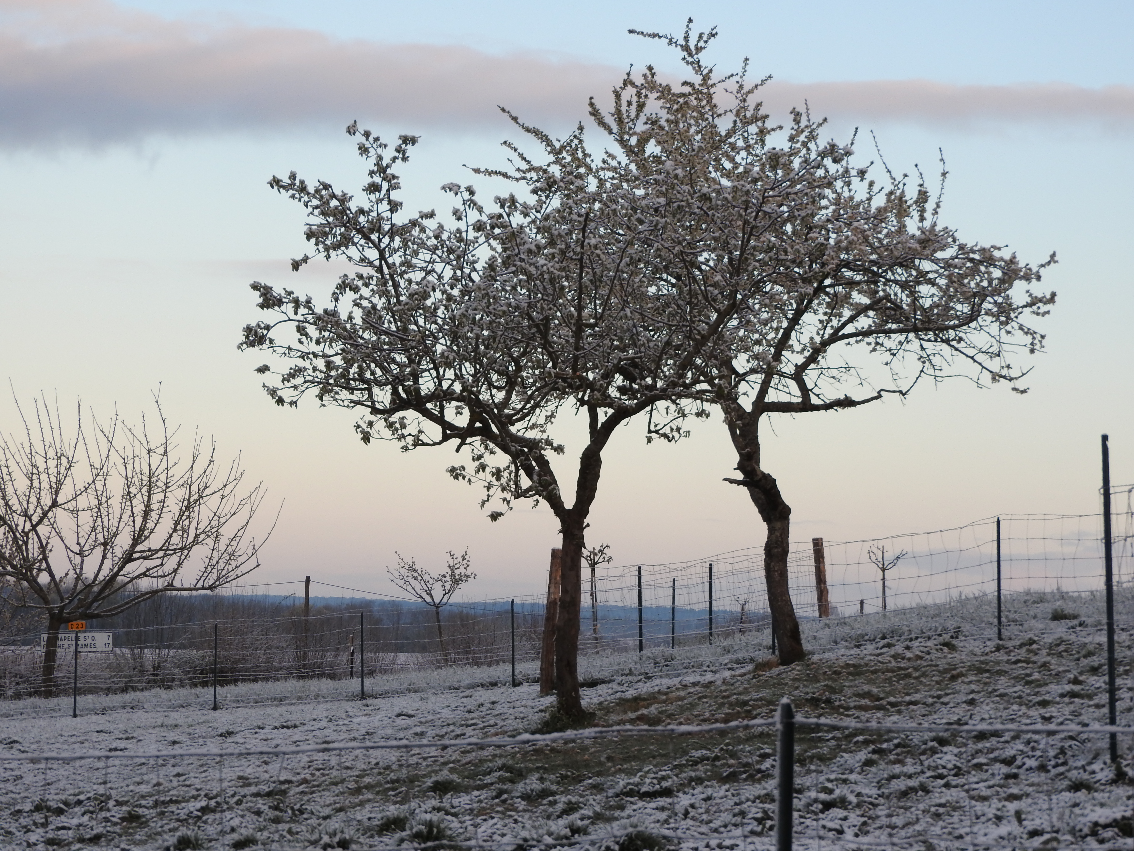 fantomatiques ces fruitiers en fleurs dans la neige...