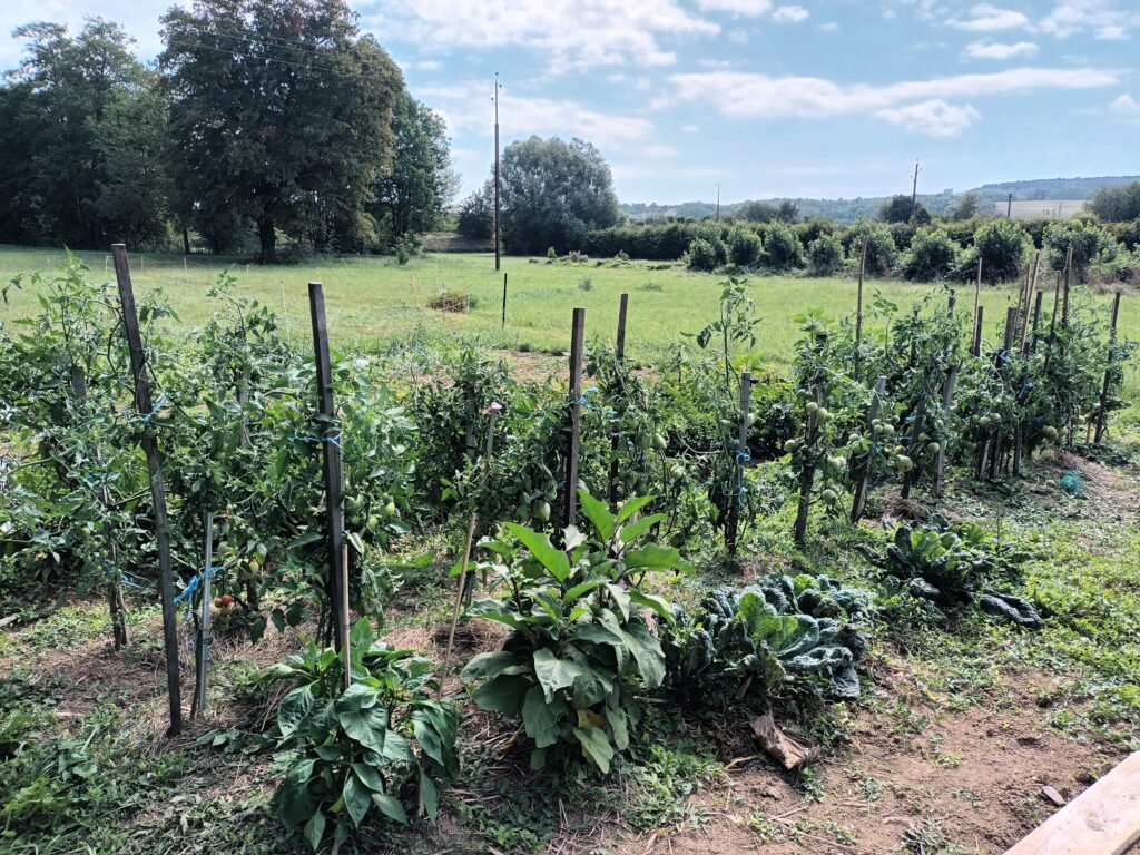 Quel plaisir d'admirer comment poivrons, aubergines, se métamorphosent....