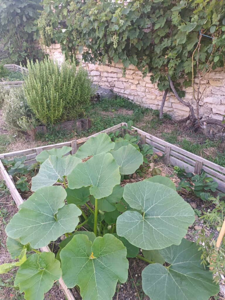 Jardin miniature côté vigne