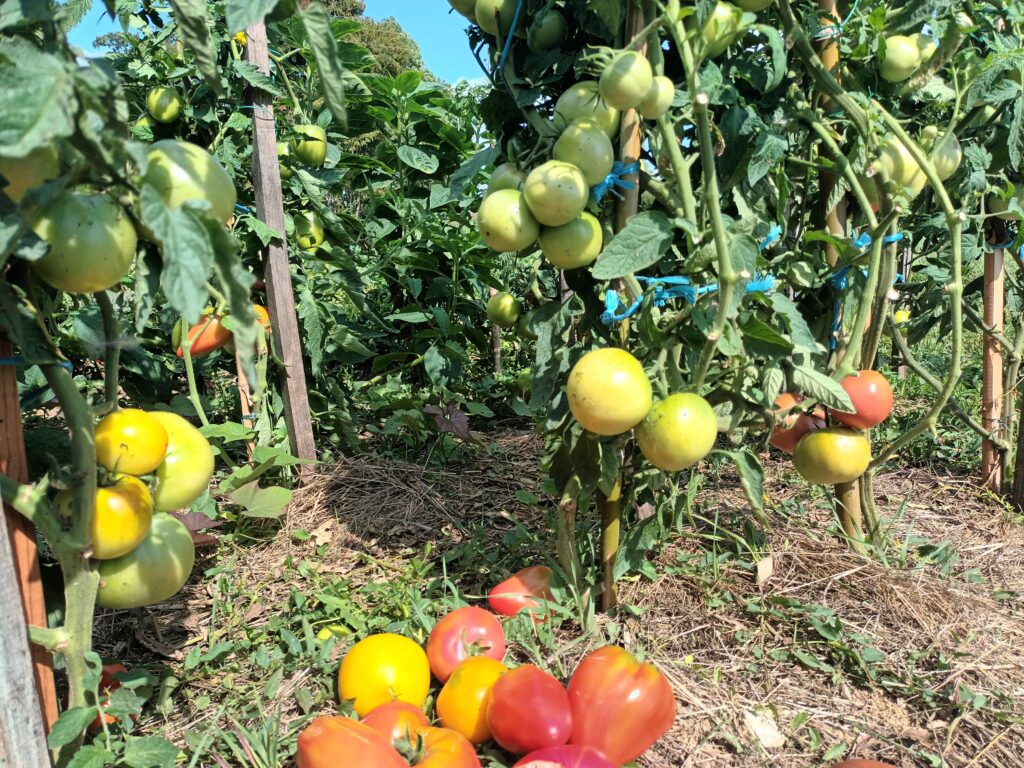 Tomates au programme