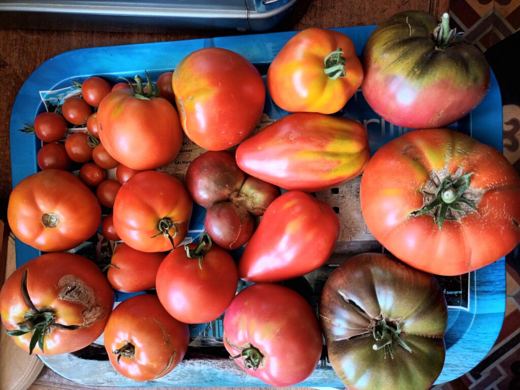 Récolte des tomates