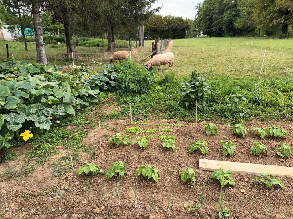 Plantation de haricots