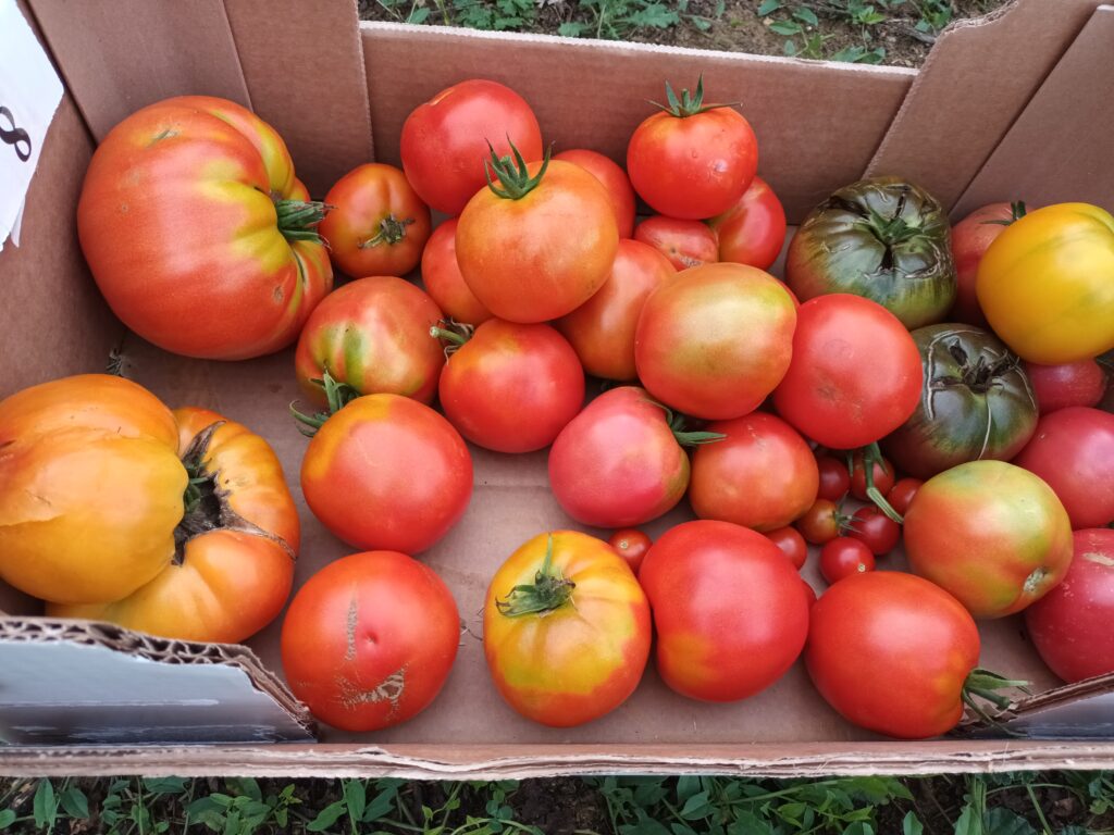 caisse tomates