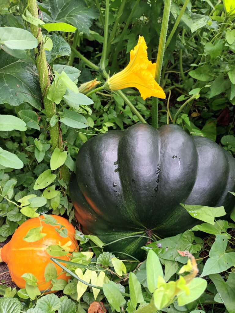 courge