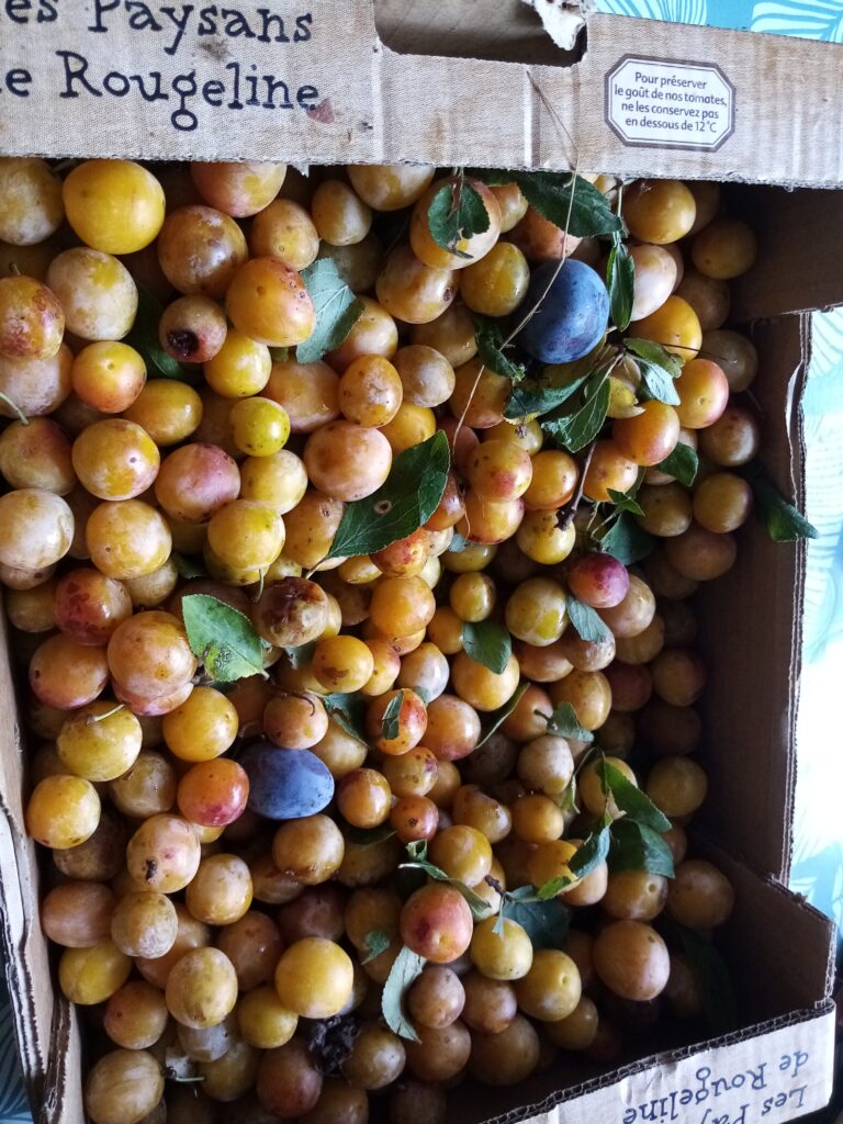 mirabelles