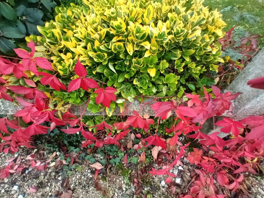 La vigne vierge la reine de l'automne