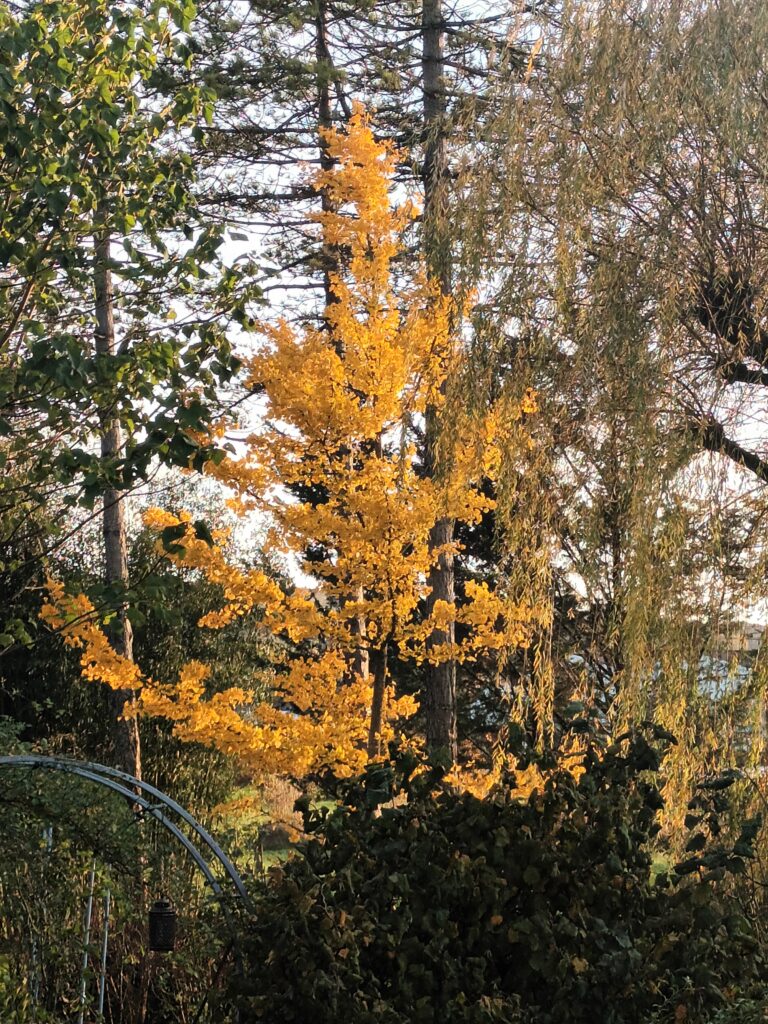 Le gingko biloba, l'arbre aux 40 écus