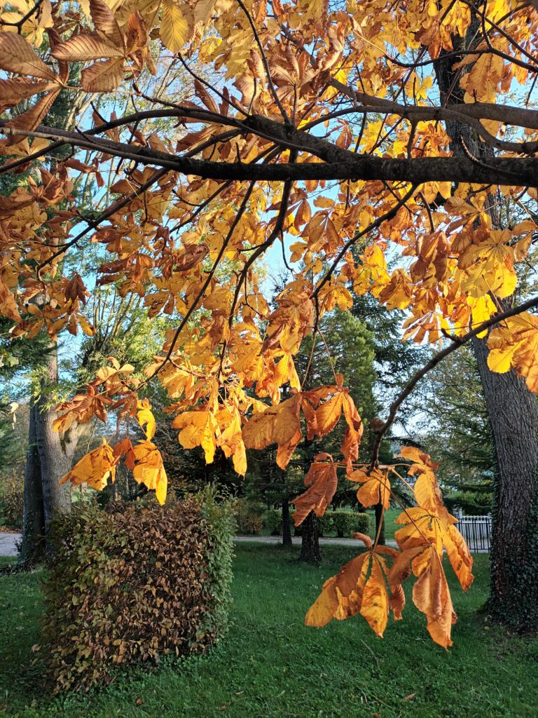 l'effet de la lumière au soleil couchant sur les feuilles d'automne